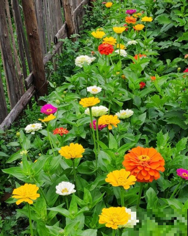 折腾不死的5种花，咋养都爆盆，连续开花3个月！