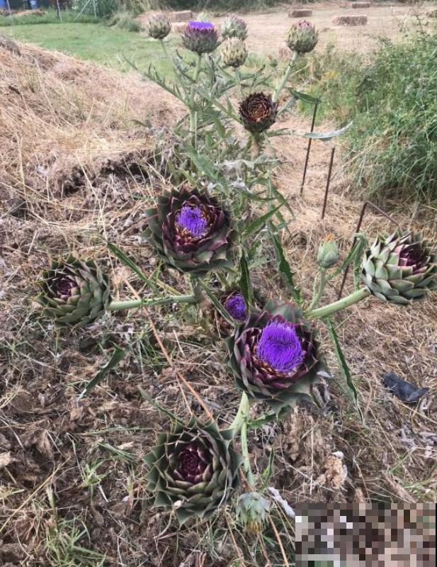 路边一种野菜，味道超级好吃，没想到开花也好看！