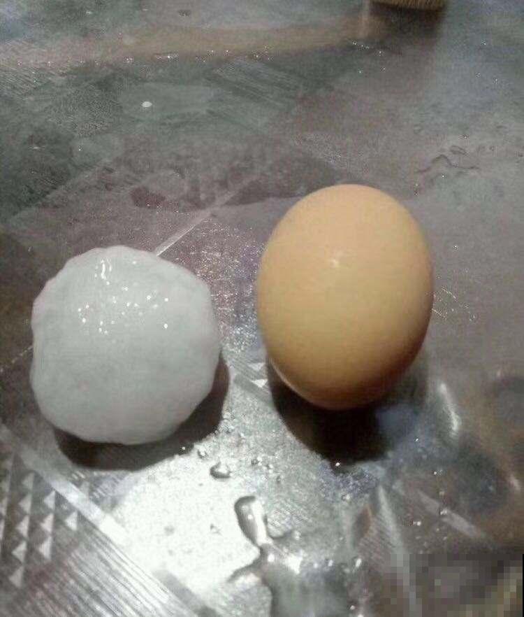 夏天极端天气下，多肉养护问题多，注意5点，多肉安然度夏