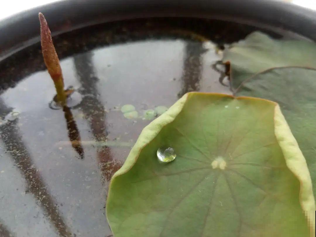 夏天花卉叶子哗哗掉,赶紧遮阴,不然掉成光杆司令 夏天花卉叶子哗哗掉,赶紧遮阴,不然掉成光杆司令