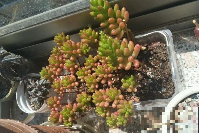 谁说北阳台不能养多肉?这些耐阴品种,照样长得美美的! 谁说北阳台不能养多肉?这些耐阴品种,照样长得美美的!