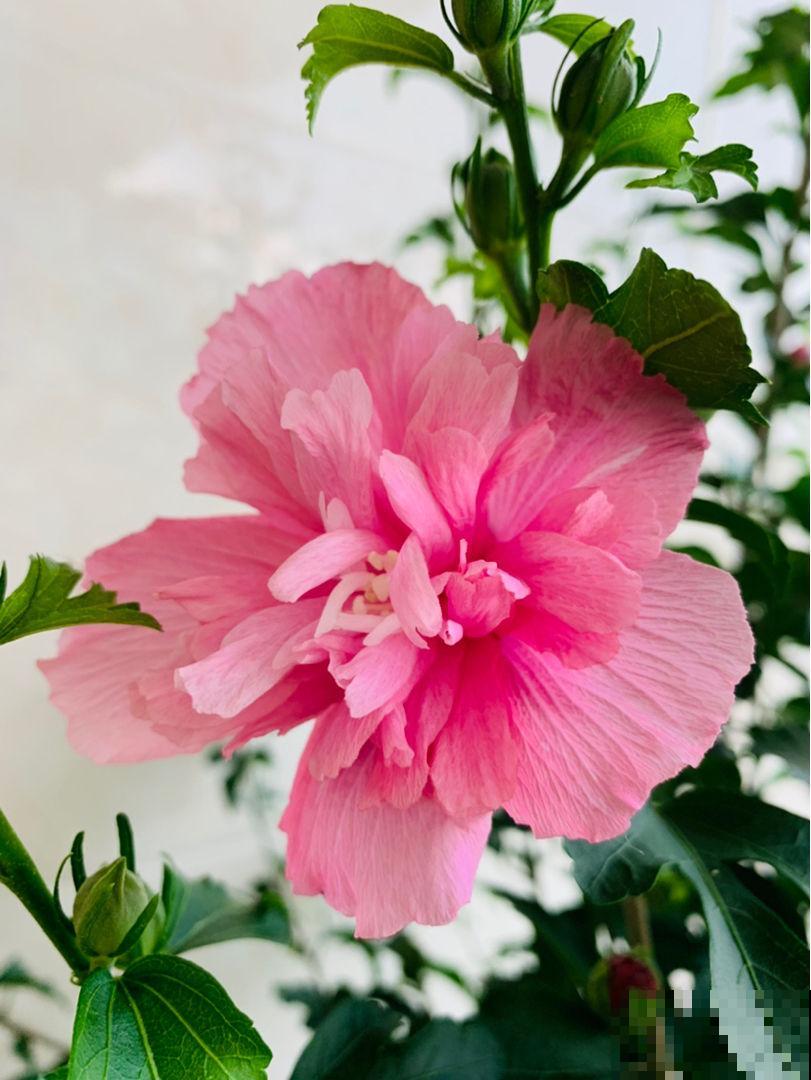 农村常见的花,摘下来还能做菜吃,味道比鸡肉还鲜美 农村常见的花,摘下来还能做菜吃,味道比鸡肉还鲜美