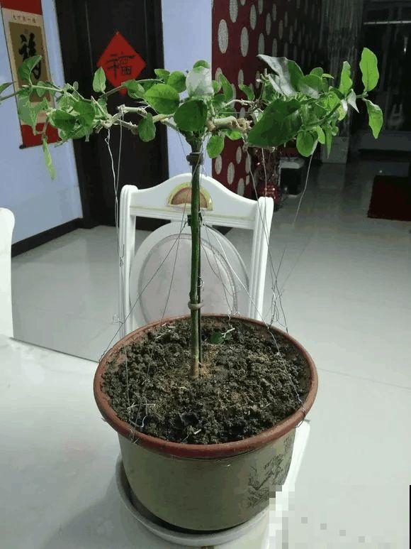 茉莉花后赶紧剪,剪完就开花,一直剪一直开! 茉莉花后赶紧剪,剪完就开花,一直剪一直开!