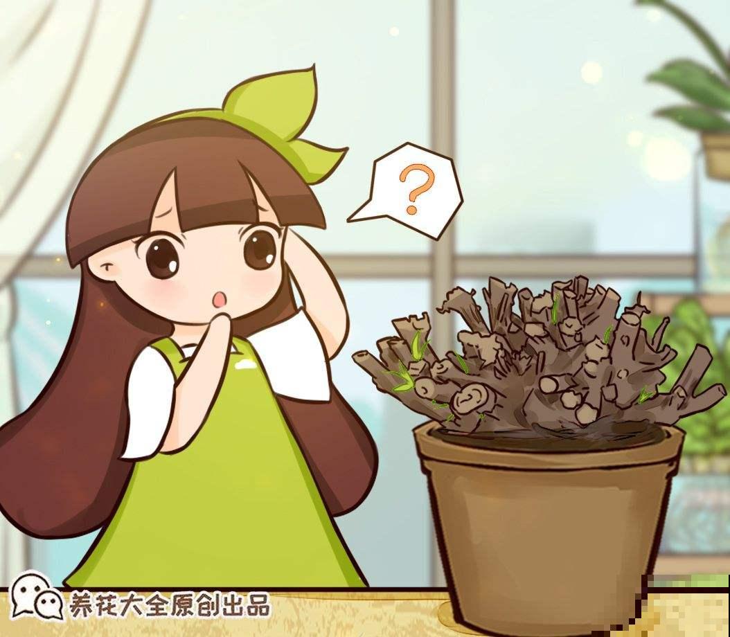 养多肉闹出的笑话，你中了哪几条？