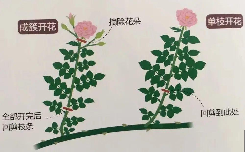 8种花，5月要赶紧修剪，剪完了还能窜新芽