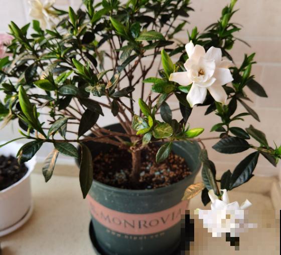 家里的花开一次,就再也不开了,赶紧施点“催花肥”! 家里的花开一次,就再也不开了,赶紧施点“催花肥”!
