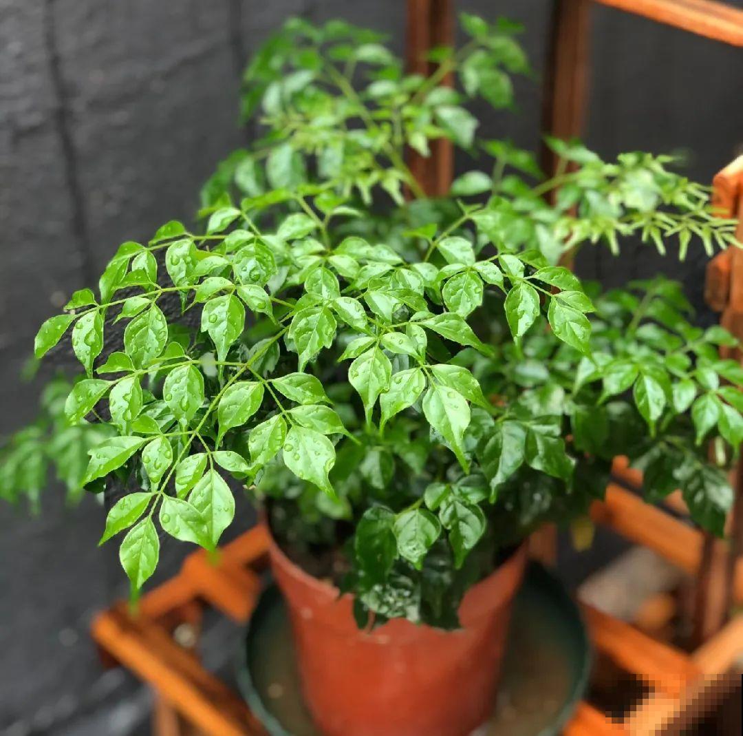 12种花，天越热越长得快，记得多浇水！