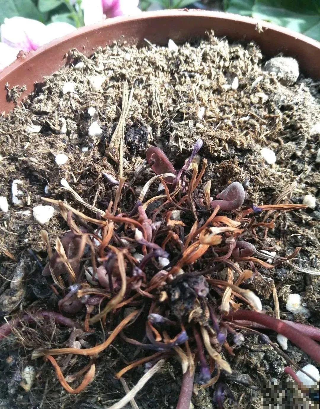 7种花会伪装，夏天会假死，好好养护秋天还能活