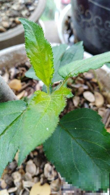 药店里很贵的玄参，自家花盆就种满，省了老多钱！