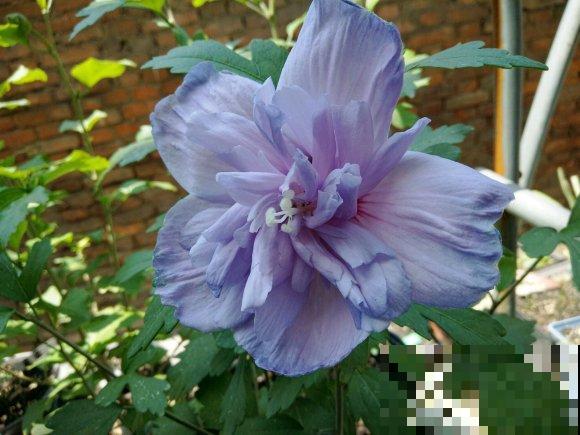 路边的木槿花开了,老人摘了一大筐,上锅蒸比肉还香! 路边的木槿花开了,老人摘了一大筐,上锅蒸比肉还香!