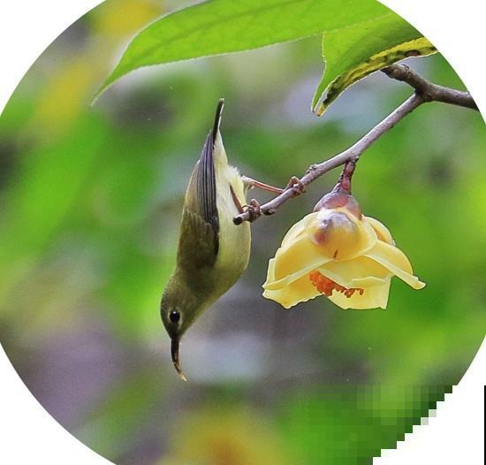 这花是茶族皇后，品种稀少又珍贵，国家一级保护植物！