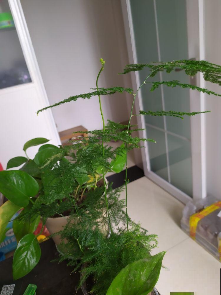 文竹一到夏天就徒长，枝条乱爬太难看，其实矮壮很简单！