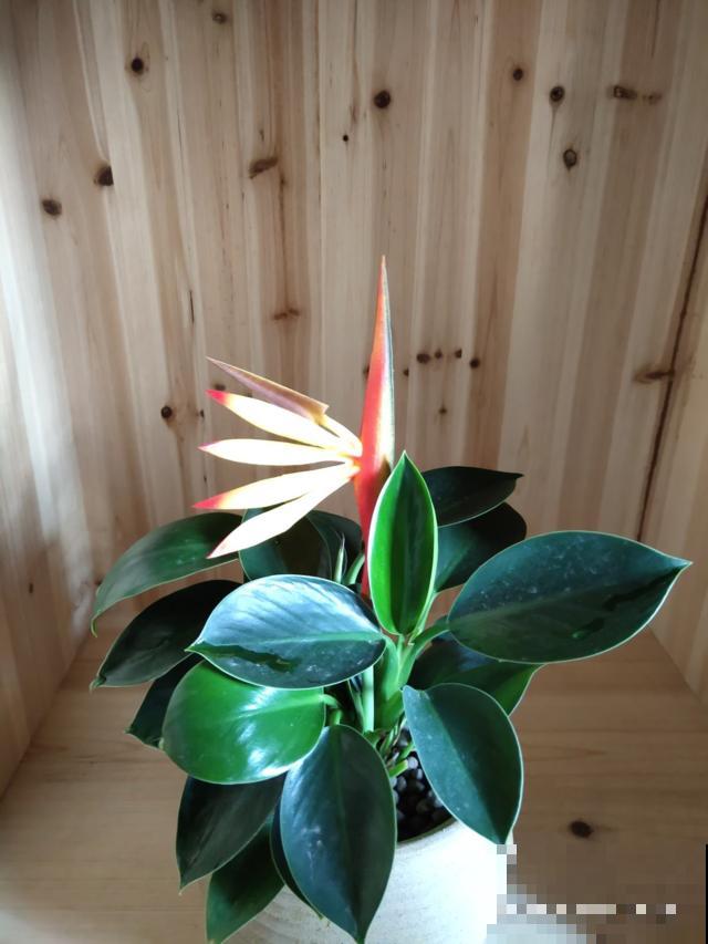 花骗子最爱卖的5种花，养花小白要记住，擦亮眼睛不上当