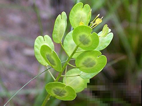 10种小众花，见过的人很少，开花比月季茉莉都美！