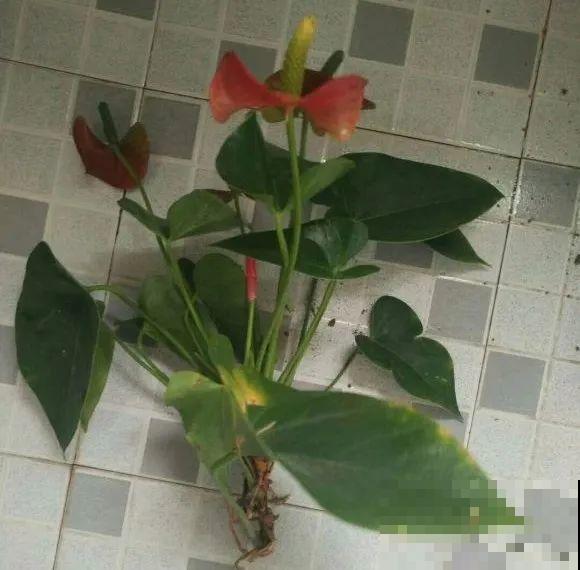 虎皮兰,红掌,吊兰养成老桩,变成大树,真壮观! 虎皮兰,红掌,吊兰养成老桩,变成大树,真壮观!