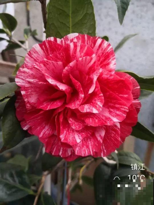 30种耐阴花，室内光照不佳，也能全年开花！