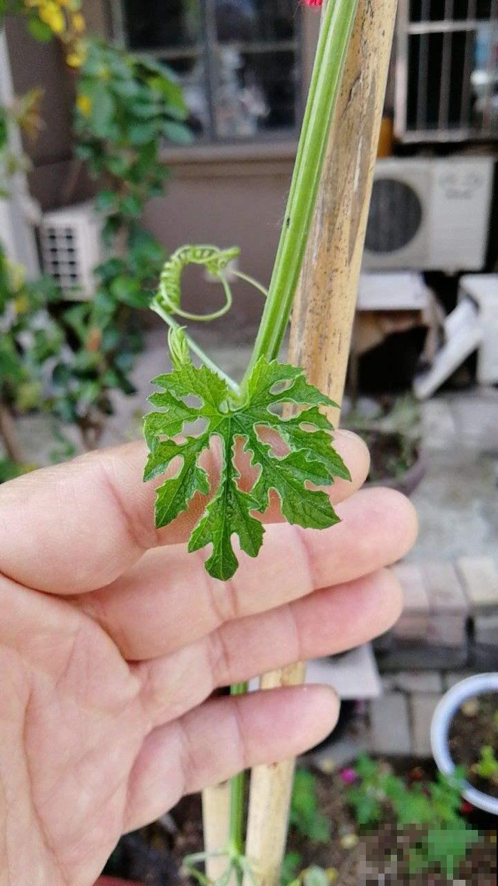 原来苦瓜这么好种，一个花盆能结好几斤，不用花钱买了！