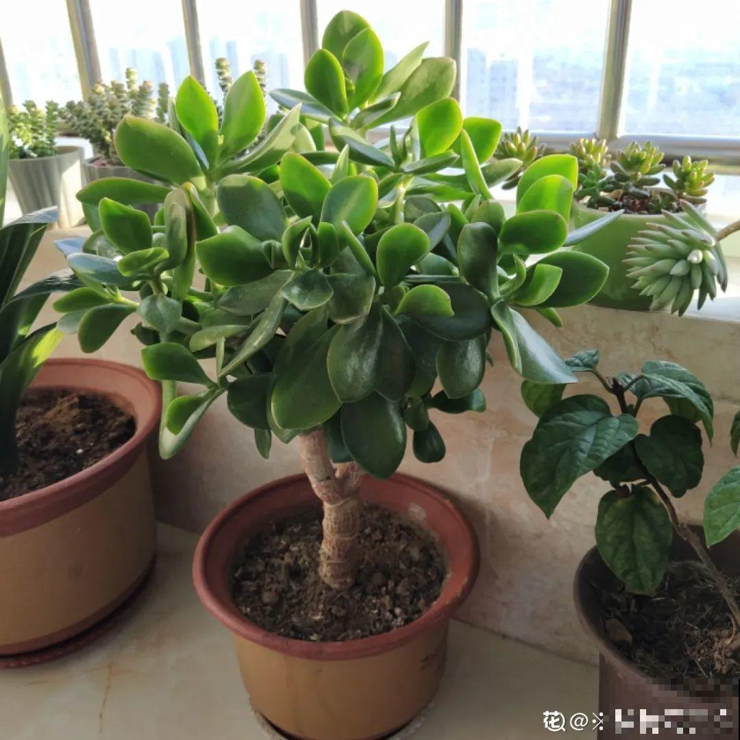 20种花,夏天要休眠,一浇水就死! 20种花,夏天要休眠,一浇水就死!