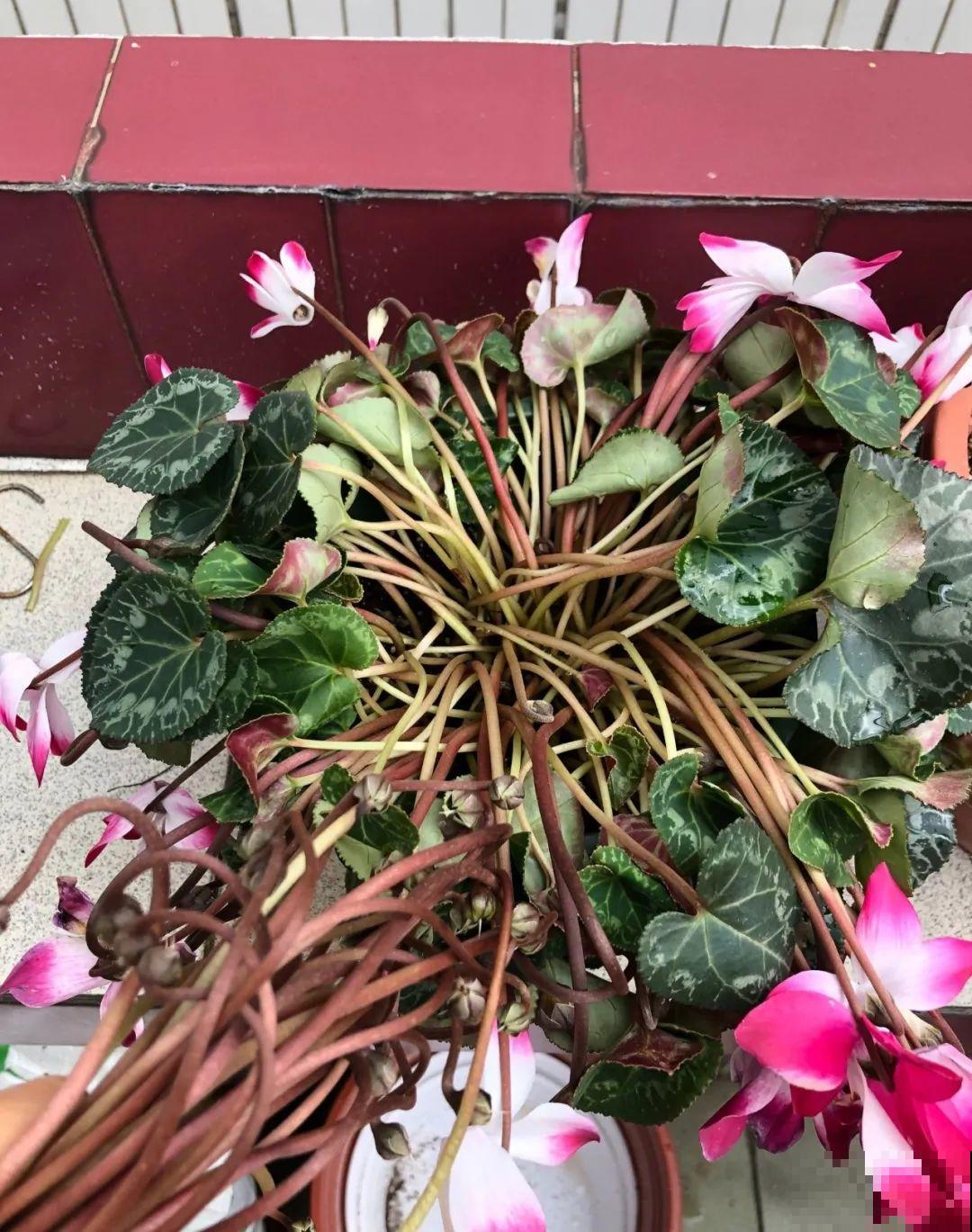 叶子唰啦全剪了，竟然冒出满盆花苞，神奇！