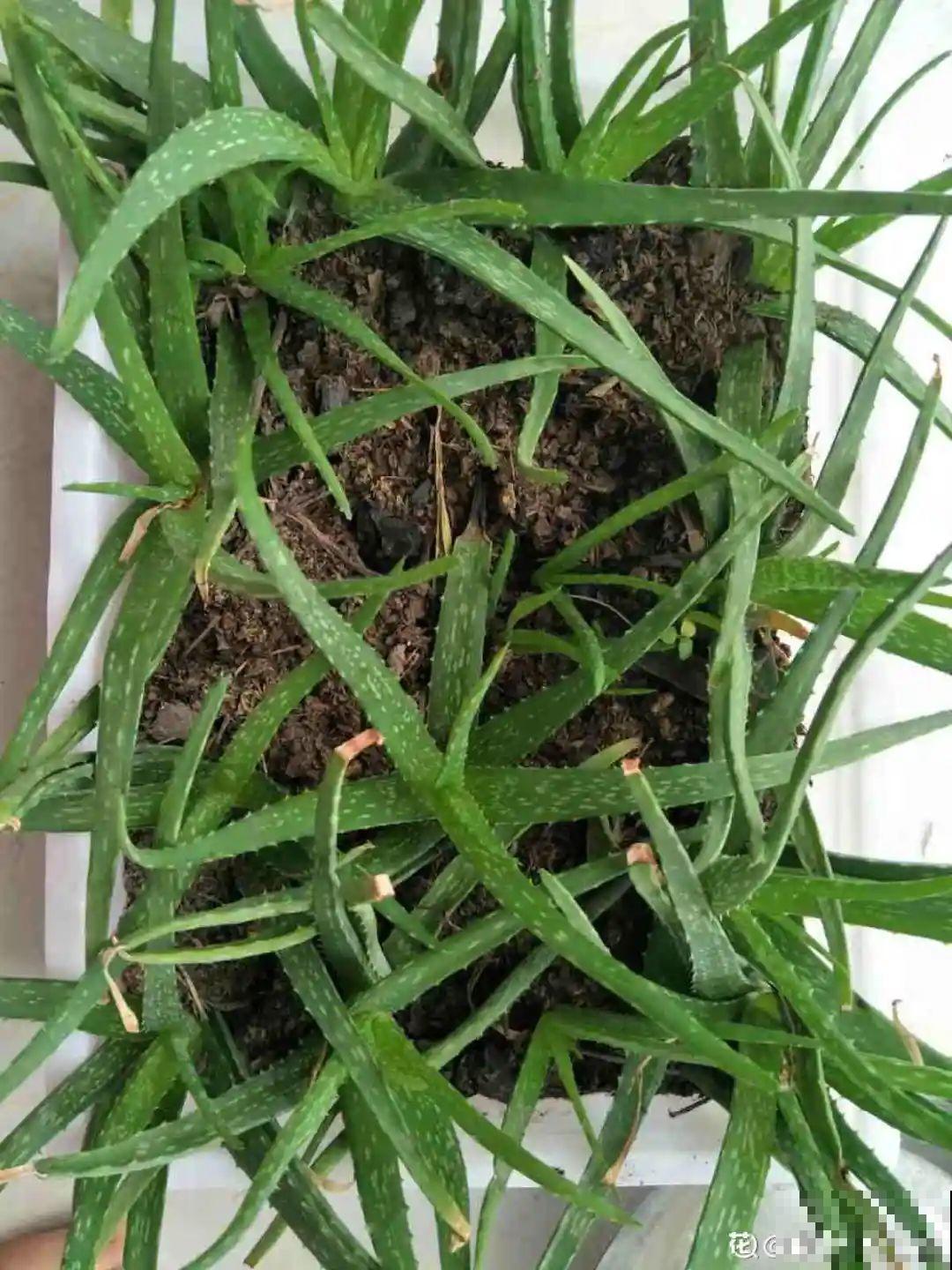 18种最好养的花大盘点，绿萝只能排倒第一！