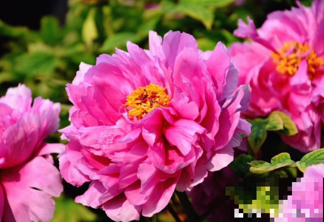 二十四节气,24种花,送给大家一起欣赏! 二十四节气,24种花,送给大家一起欣赏!