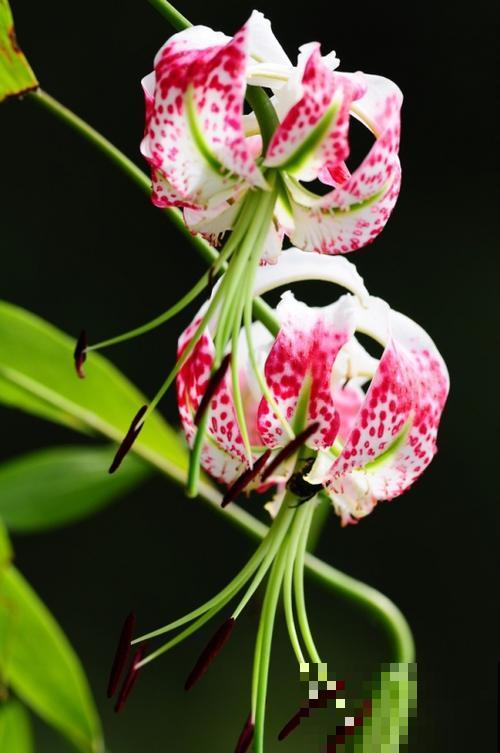 百合花品种那么多,这些中国原生百合,你见过几种? 百合花品种那么多,这些中国原生百合,你见过几种?