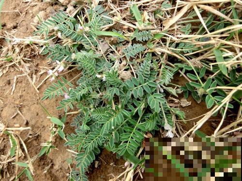 野草名叫米口袋,据说饥荒年代靠它活命,现在喂猪膘大肉肥! 野草名叫米口袋,据说饥荒年代靠它活命,现在喂猪膘大肉肥!