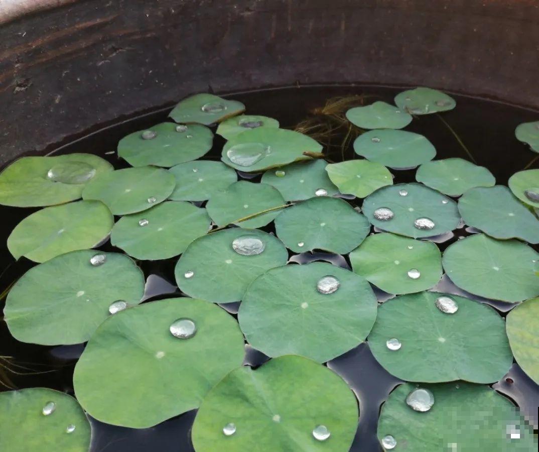 10种花爱淋雨，下雨扔外面，比白菜长的还快！