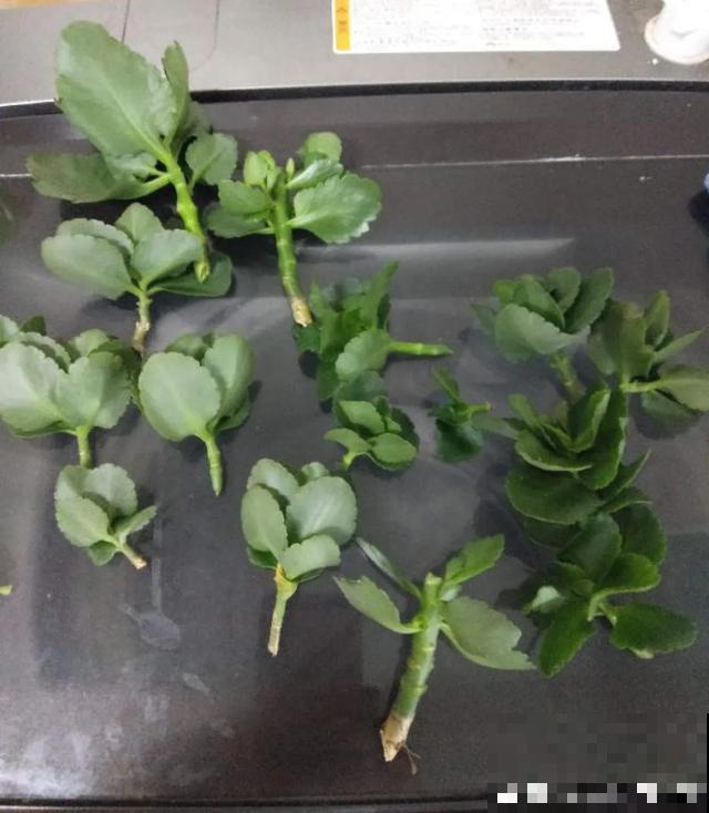 花出现黄叶打蔫，千万别扔，还能救回来！