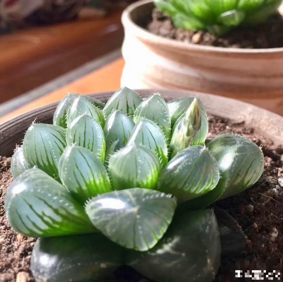 夏天到了，这10种花不能晒，否则干枯黄叶死翘翘