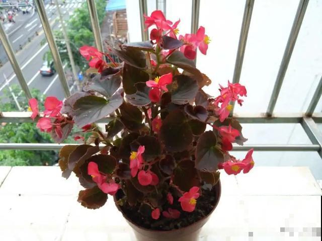 夏天潮湿闷热，一不小心花就烂根，看准时机砍掉，照样长出新叶子