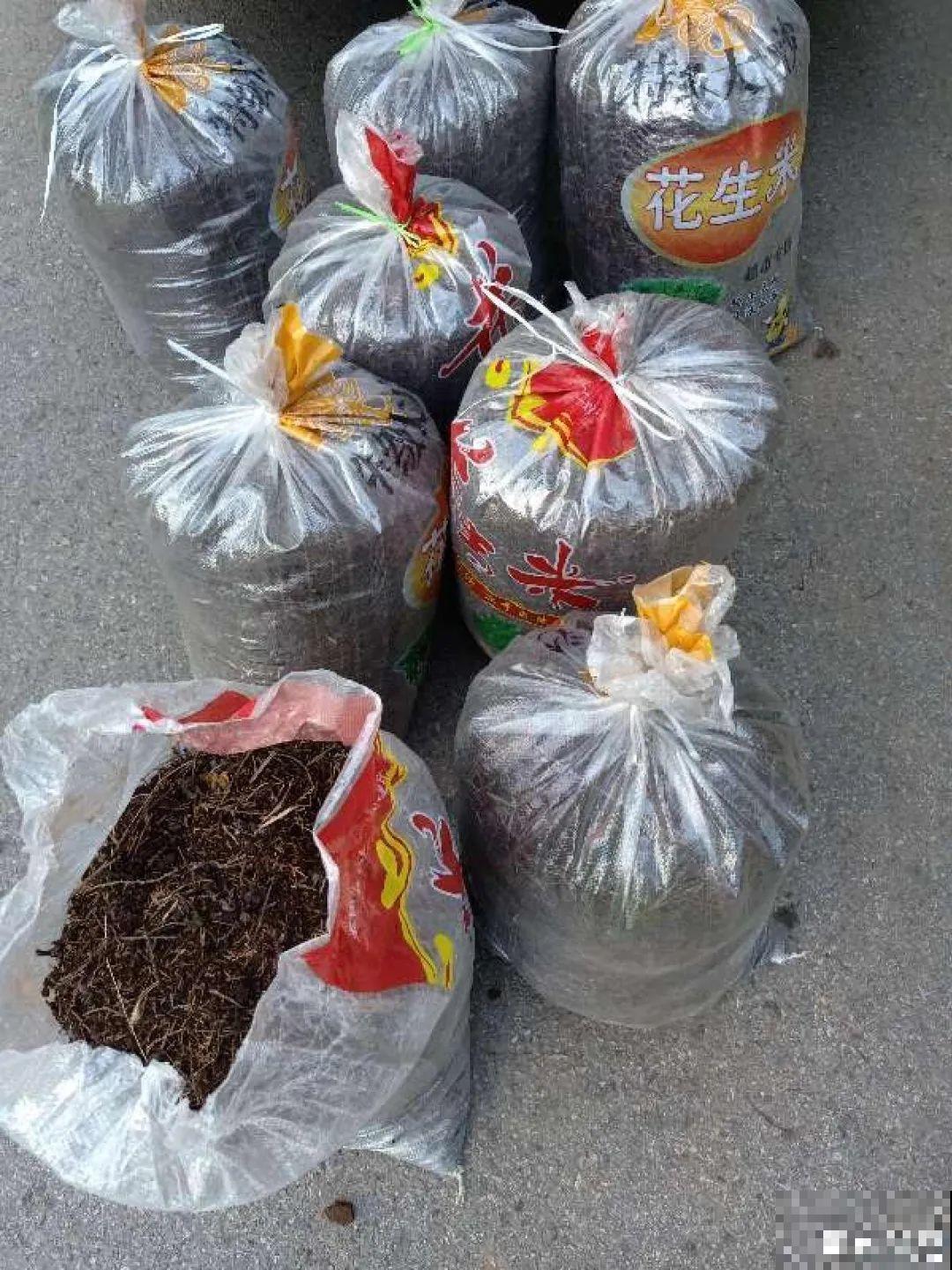 土里有虫子，1招杀干净，否则会传染！