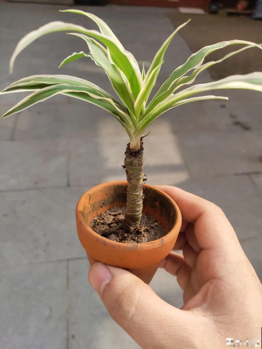 吊兰就用小盆养，根系拽一拽，立马变老桩！