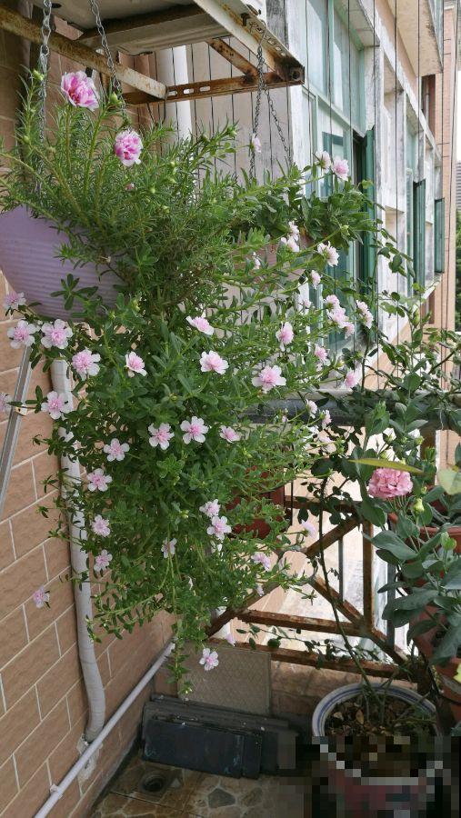 死不了的太阳花，夏天能把盆撑破，20多个品种你都没见过！