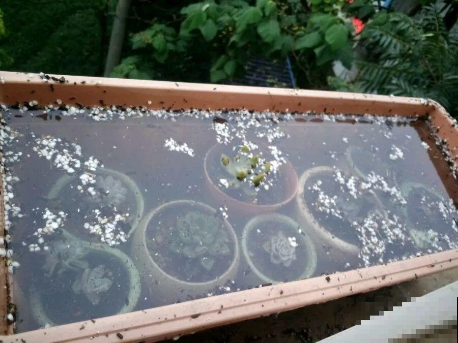 早上起来院子被淹，100盆花，还有救吗？