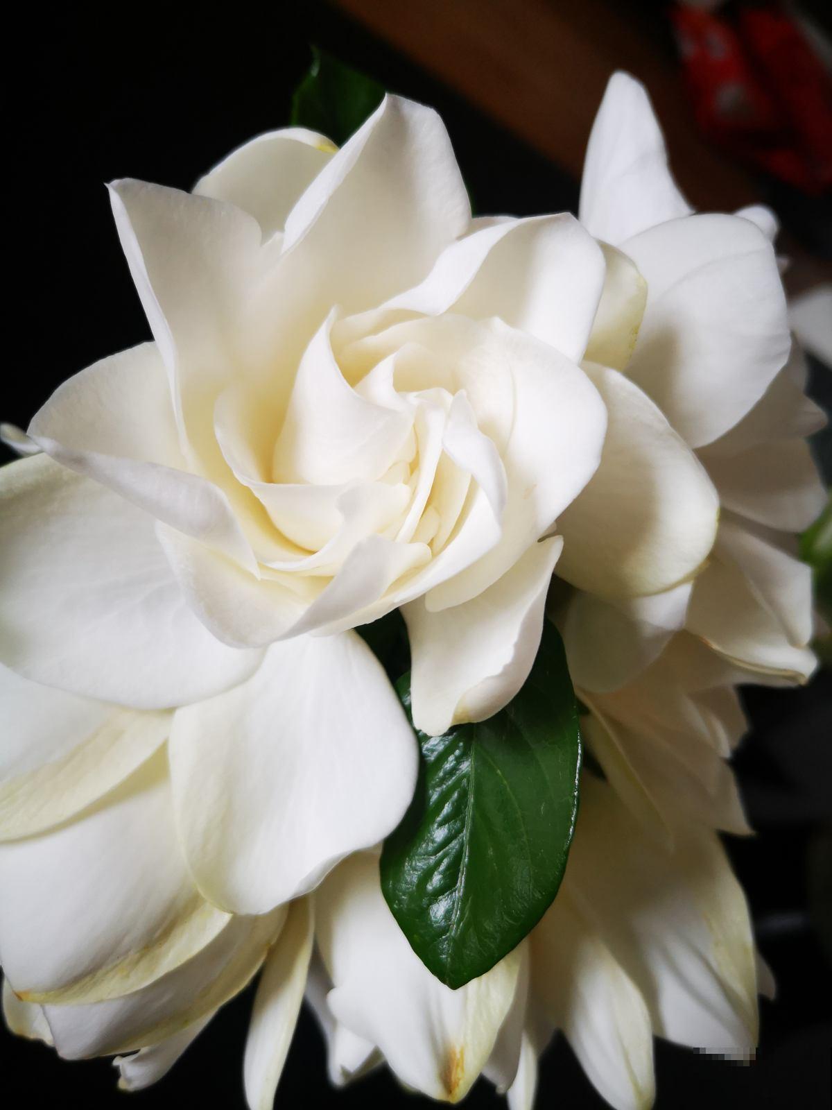 农村常见的花,摘下来还能做菜吃,味道比鸡肉还鲜美 农村常见的花,摘下来还能做菜吃,味道比鸡肉还鲜美