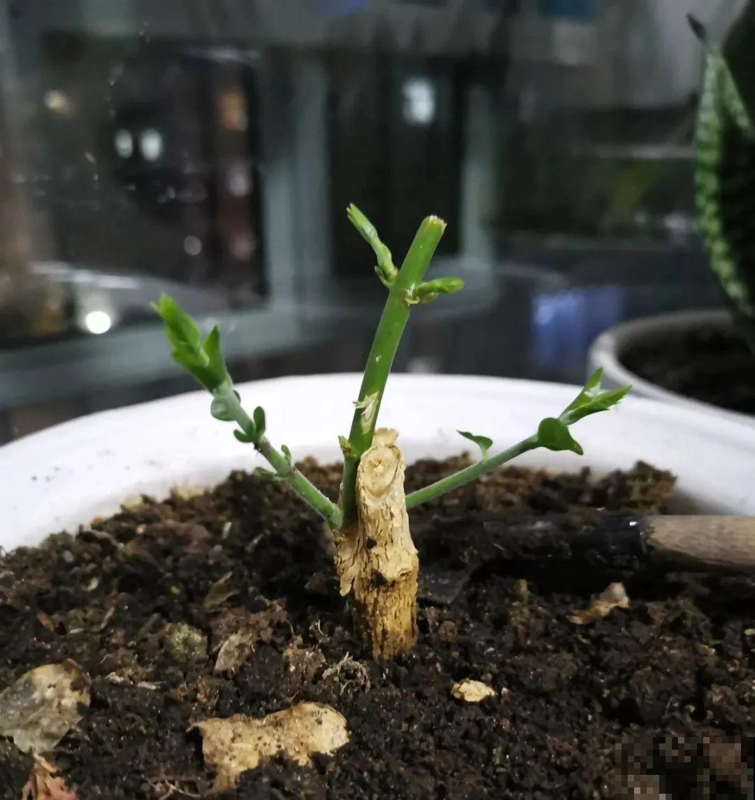 18种难养的花，把握一个点，就能起死回生！