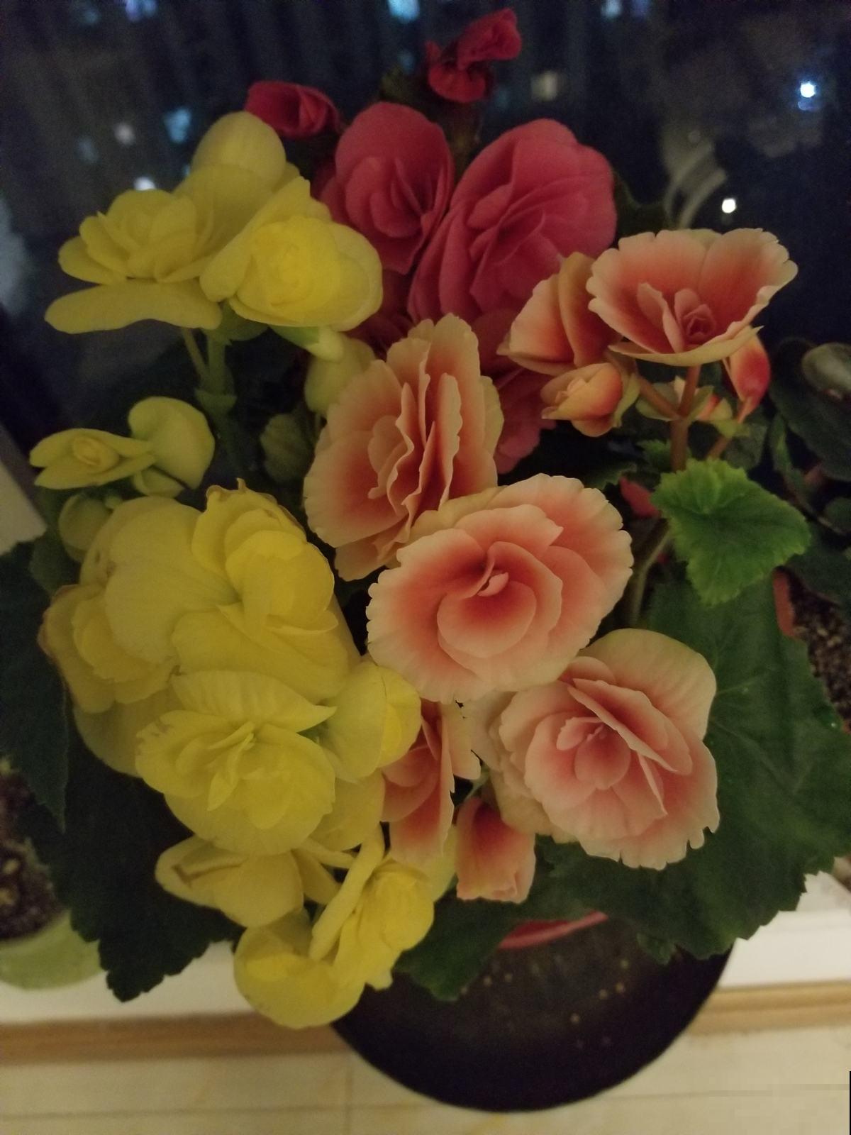 格海棠夏季容易热死,养护需要用心点,小心再也不开花! 格海棠夏季容易热死,养护需要用心点,小心再也不开花!