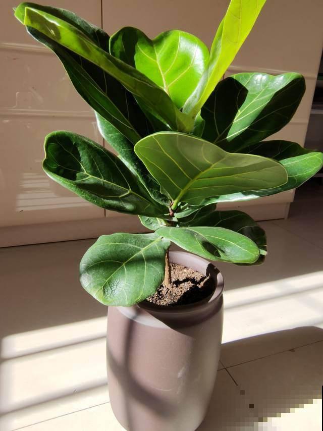 爆火的网红花，养护有难度，学会这6点才能养好