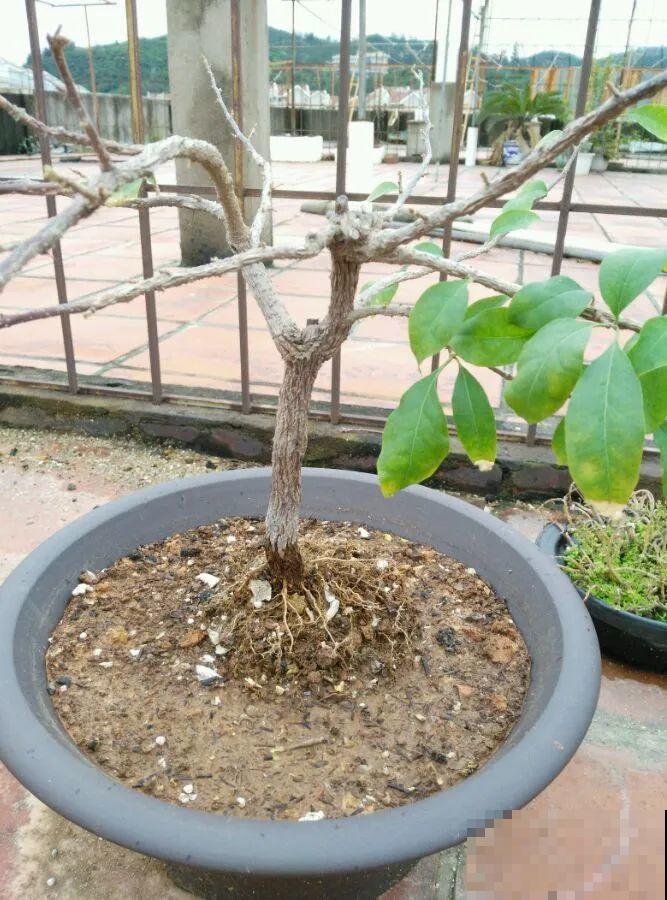 吊兰就用小盆养，根系拽一拽，立马变老桩！