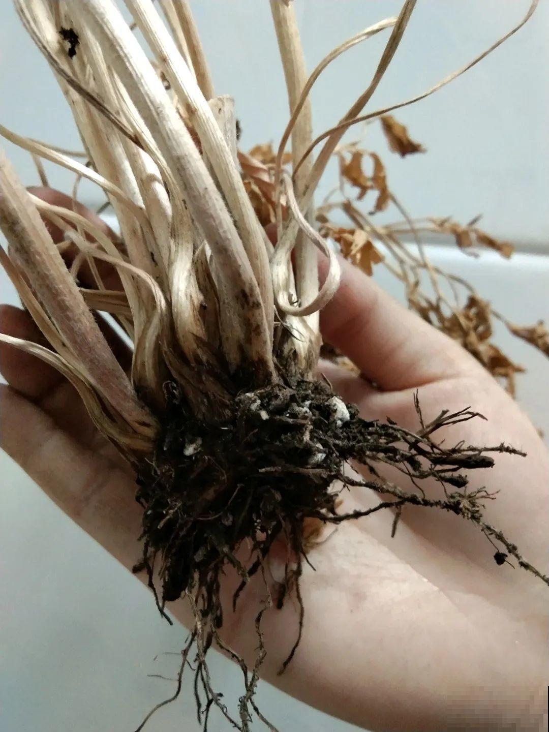 7种花会伪装，夏天会假死，好好养护秋天还能活