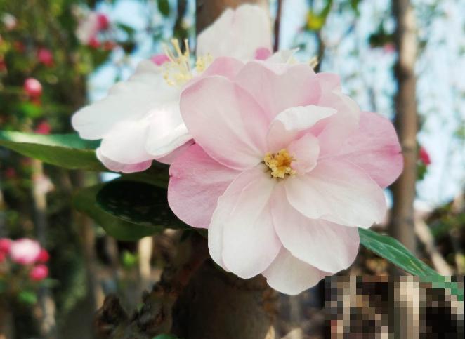 二十四节气,24种花,送给大家一起欣赏! 二十四节气,24种花,送给大家一起欣赏!