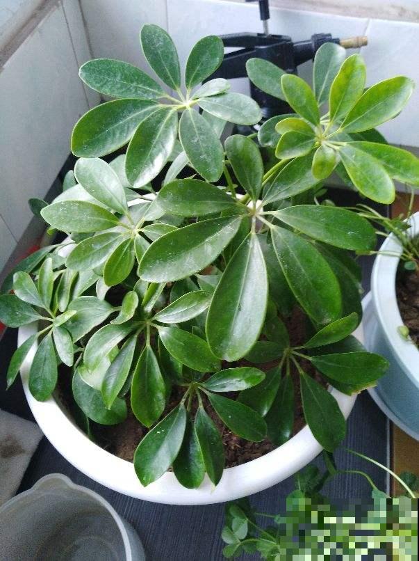 3种招财树,掰个枝条插水里,半个月长出大白根 3种招财树,掰个枝条插水里,半个月长出大白根