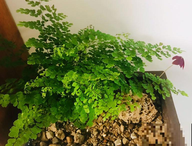 卫生间种花，后果很严重，上厕所都没地方！