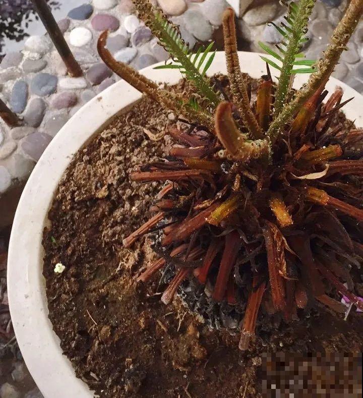 10种水有“毒”,夏天浇花,浇一盆死一盆! 10种水有“毒”,夏天浇花,浇一盆死一盆!