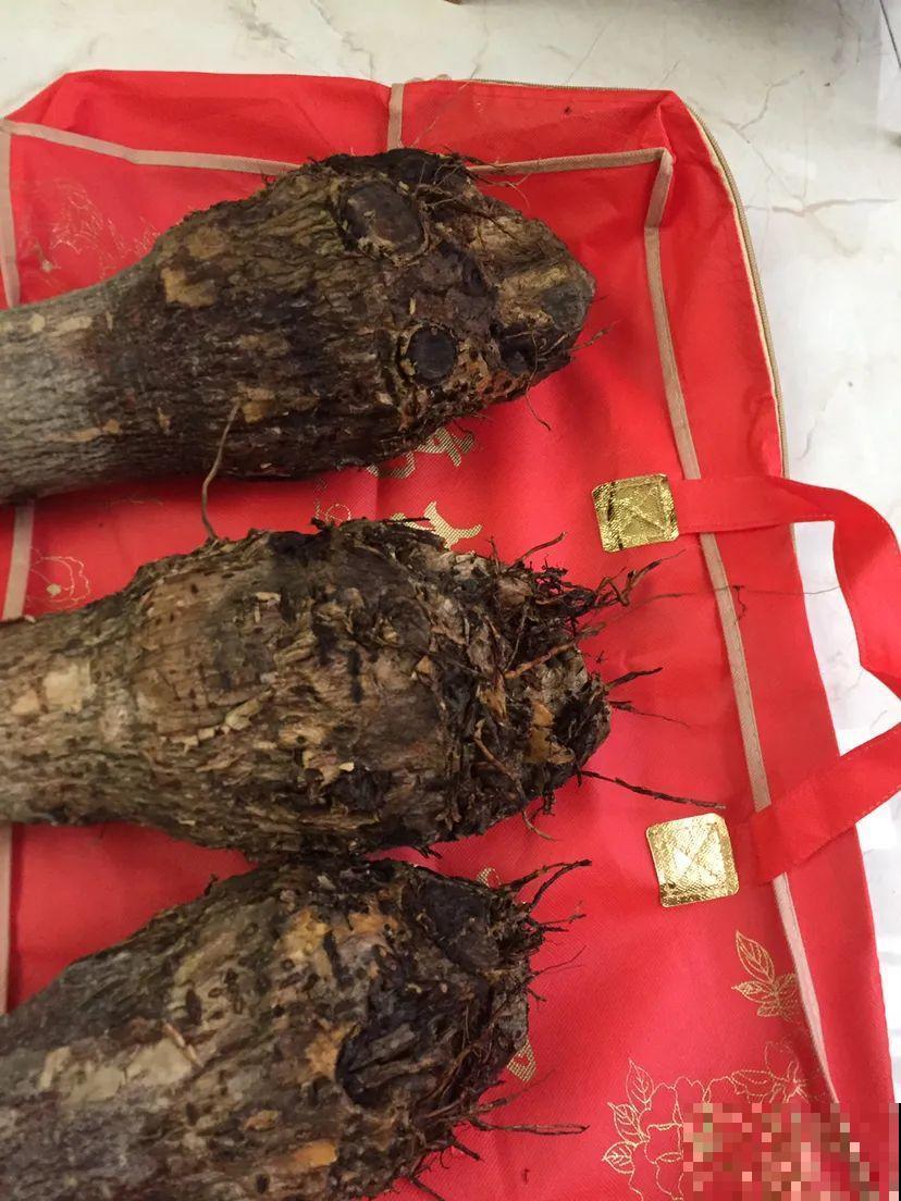 18种难养的花，把握一个点，就能起死回生！