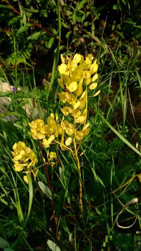 10种小众花，见过的人很少，开花比月季茉莉都美！