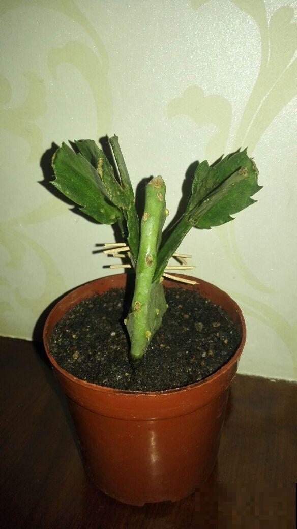 蟹爪兰总是烂根，不如让它和仙人掌合体，生命力旺好几倍！