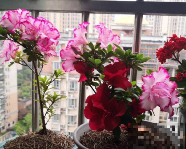 花市常见的7种花，买回家总是养不活，就是因为不会浇水！