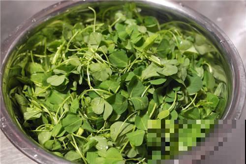 金花菜名字富贵逼人,其实阳台就能种,省了大钱! 金花菜名字富贵逼人,其实阳台就能种,省了大钱!